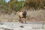 SHAR-PEI 022